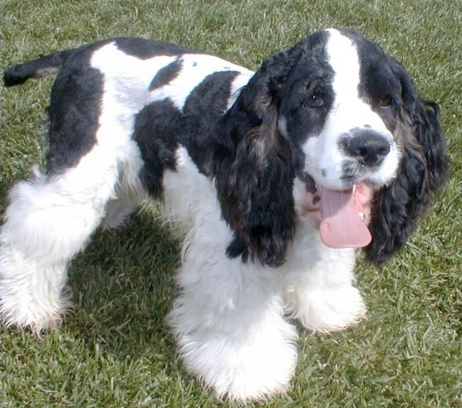 A black and white cocker spaniel standing in the grass