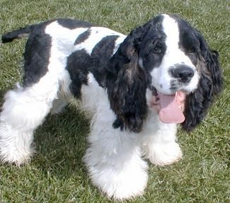 A black and white cocker spaniel standing in the grass