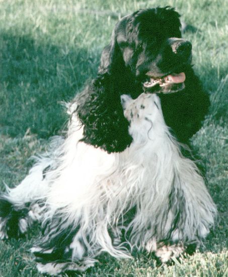 A black and white dog is laying in the grass