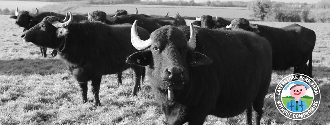 A black and white photo of a herd of bulls