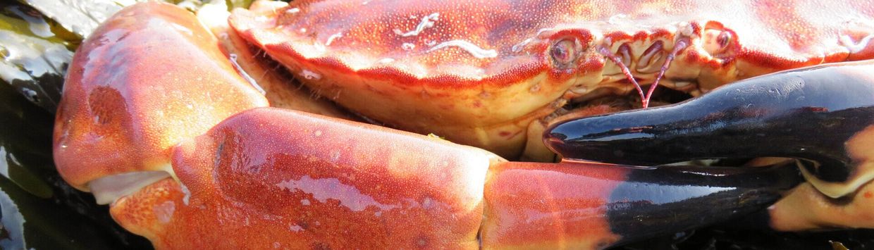 A close up of a crab 's claws on a table.
