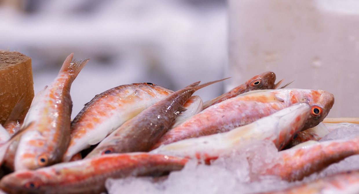 Fish sitting on top of ice.
