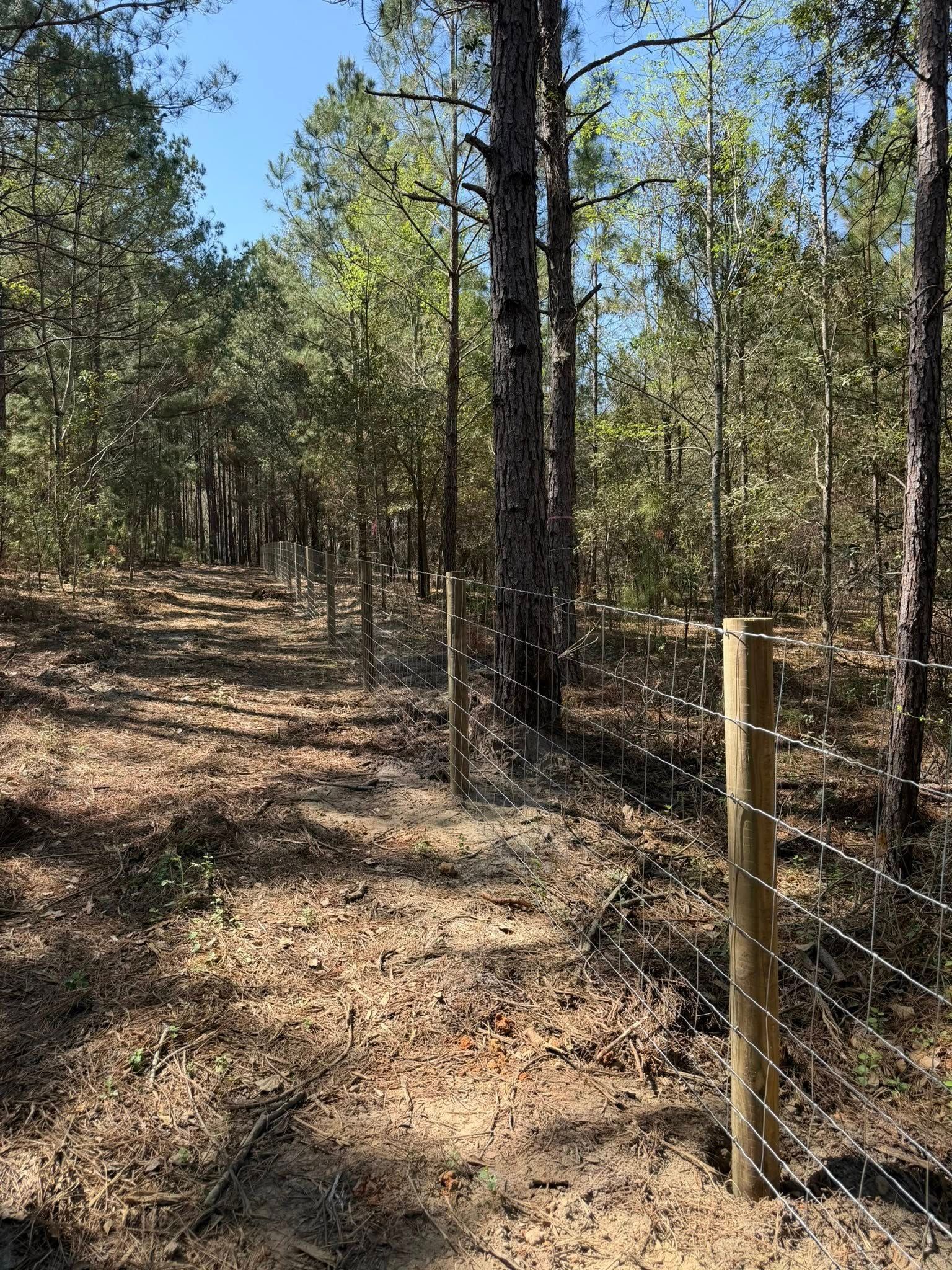 Wooded trail beside a wire fence under tall trees in bright sunlight