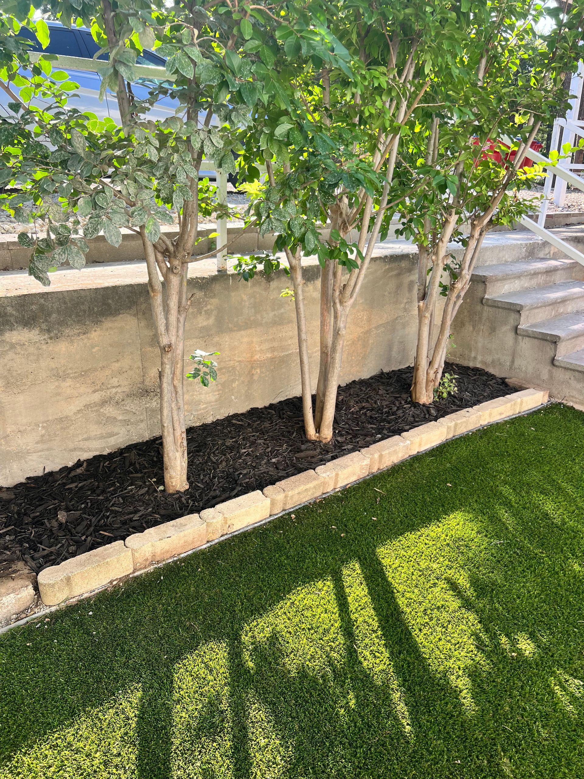 Three young trees in a landscaped garden bed beside stone steps and a wall, with sunlight casting shadows on grass.