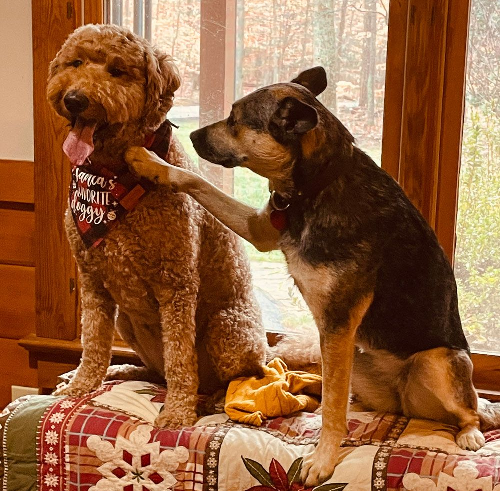 Two dogs by window, one with paw on other. One is brown poodle-mix, the other a black and brown German shepherd mix.