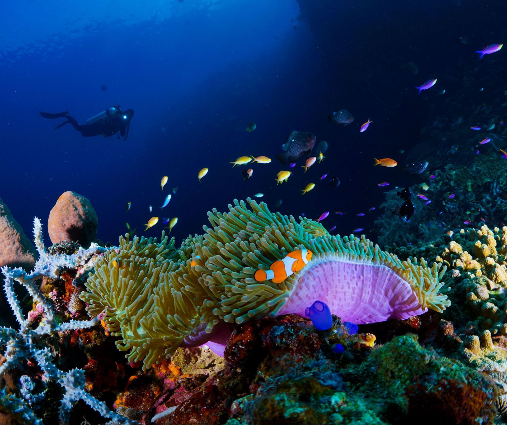 Arrecife de coral colorido con peces tropicales y buceadores en aguas azul profundo.