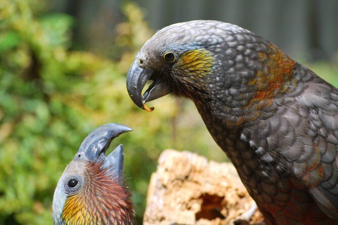 Kea's at Willowbank Wildlife Reserve