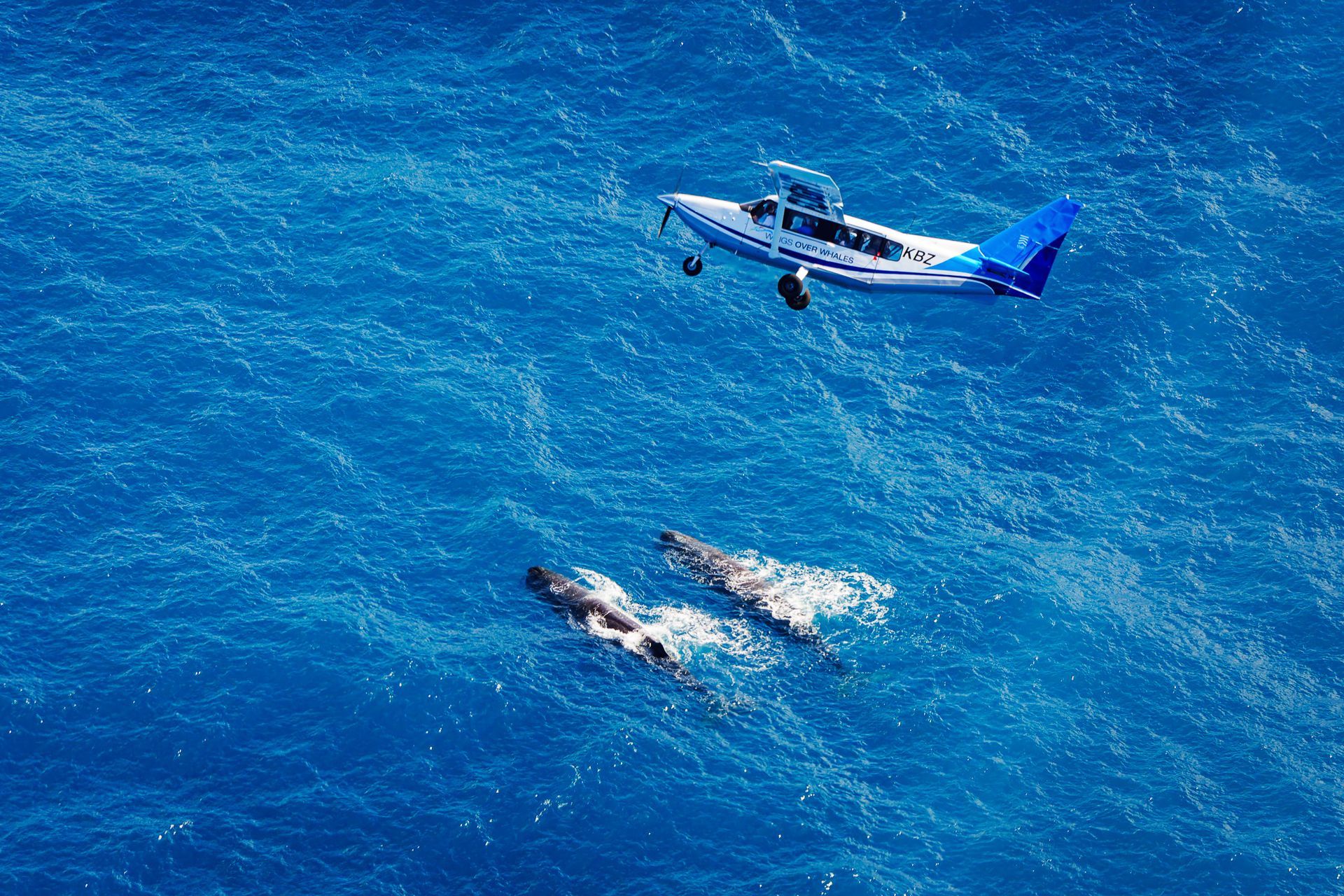 Wings over Whales