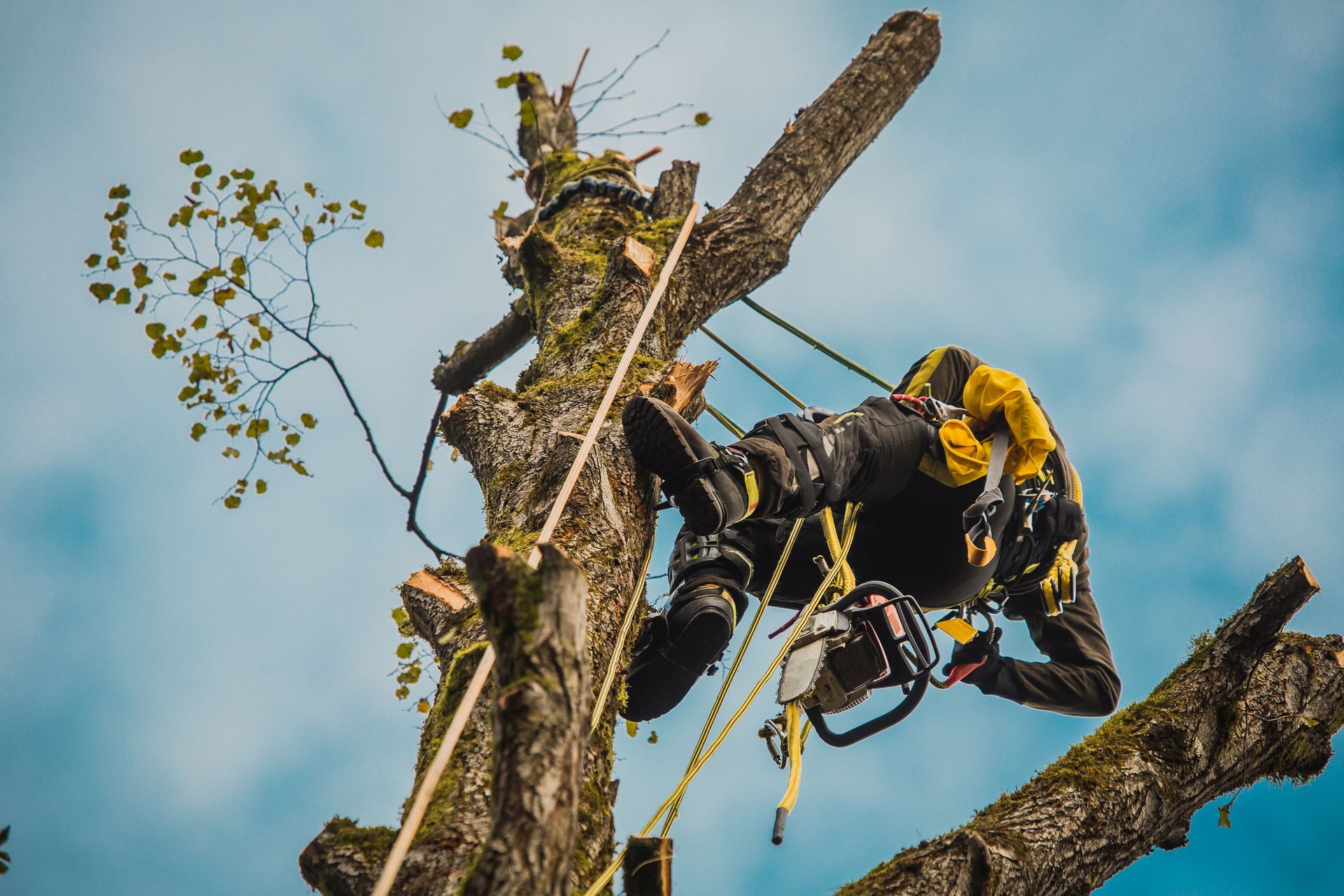 An arborist climbs a tree with ropes and a chainsaw, trimming branches against a clear blue sky An arborist climbs a tree with ropes and a chainsaw, trimming branches against a clear blue sky