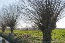 Beautiful trees with multiple trimmed branches - Fleming Island, FL - Duce Tree Service Beautiful trees with multiple trimmed branches - Fleming Island, FL - Duce Tree Service
