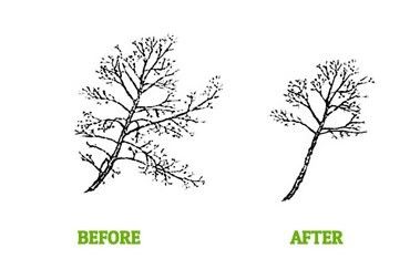 The before and after lion tailing of a tree - Fleming Island, FL - Duce Tree Service The before and after lion tailing of a tree - Fleming Island, FL - Duce Tree Service