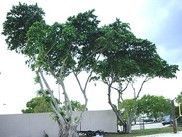 Trees were gutted - Fleming Island, FL - Duce Tree Service Trees were gutted - Fleming Island, FL - Duce Tree Service