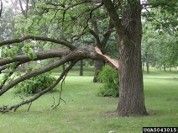 A part of a tree was cut down - Fleming Island, FL - Duce Tree Service A part of a tree was cut down - Fleming Island, FL - Duce Tree Service