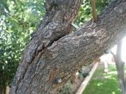 Two branches of an old tree - Fleming Island, FL - Duce Tree Service Two branches of an old tree - Fleming Island, FL - Duce Tree Service