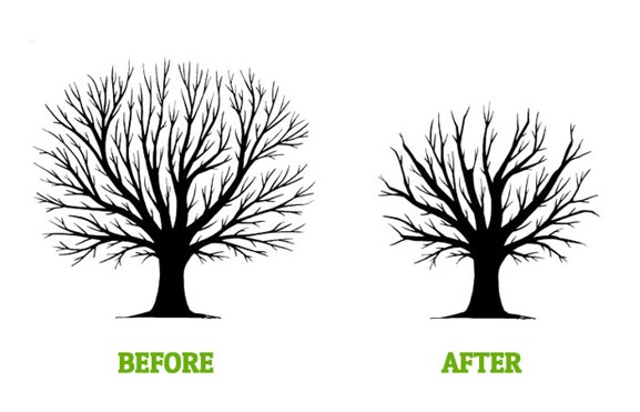 The transformation of a tree - Fleming Island, FL - Duce Tree Service The transformation of a tree - Fleming Island, FL - Duce Tree Service