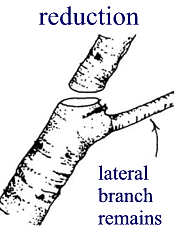 The reduction cut to a branch - Fleming Island, FL - Duce Tree Service The reduction cut to a branch - Fleming Island, FL - Duce Tree Service