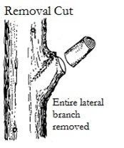 The removal of a branch - Fleming Island, FL - Duce Tree Service The removal of a branch - Fleming Island, FL - Duce Tree Service