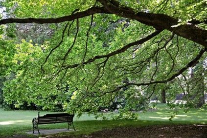 A bench under a tree - Fleming Island, FL - Duce Tree Service A bench under a tree - Fleming Island, FL - Duce Tree Service