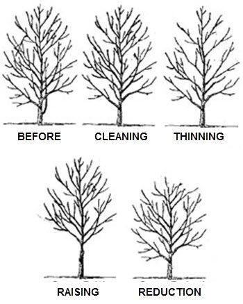 Different types of tree trimming - Fleming Island, FL - Duce Tree Service Different types of tree trimming - Fleming Island, FL - Duce Tree Service