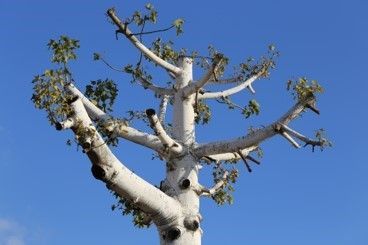 A tree reduces the length of its branches - Fleming Island, FL - Duce Tree Service A tree reduces the length of its branches - Fleming Island, FL - Duce Tree Service