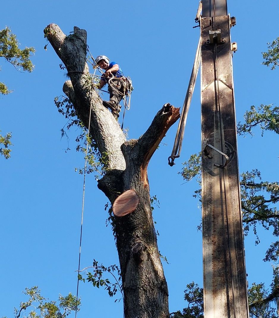 A storm damaged tree gets cut - Fleming Island, FL - Duce Tree Service A storm damaged tree gets cut - Fleming Island, FL - Duce Tree Service