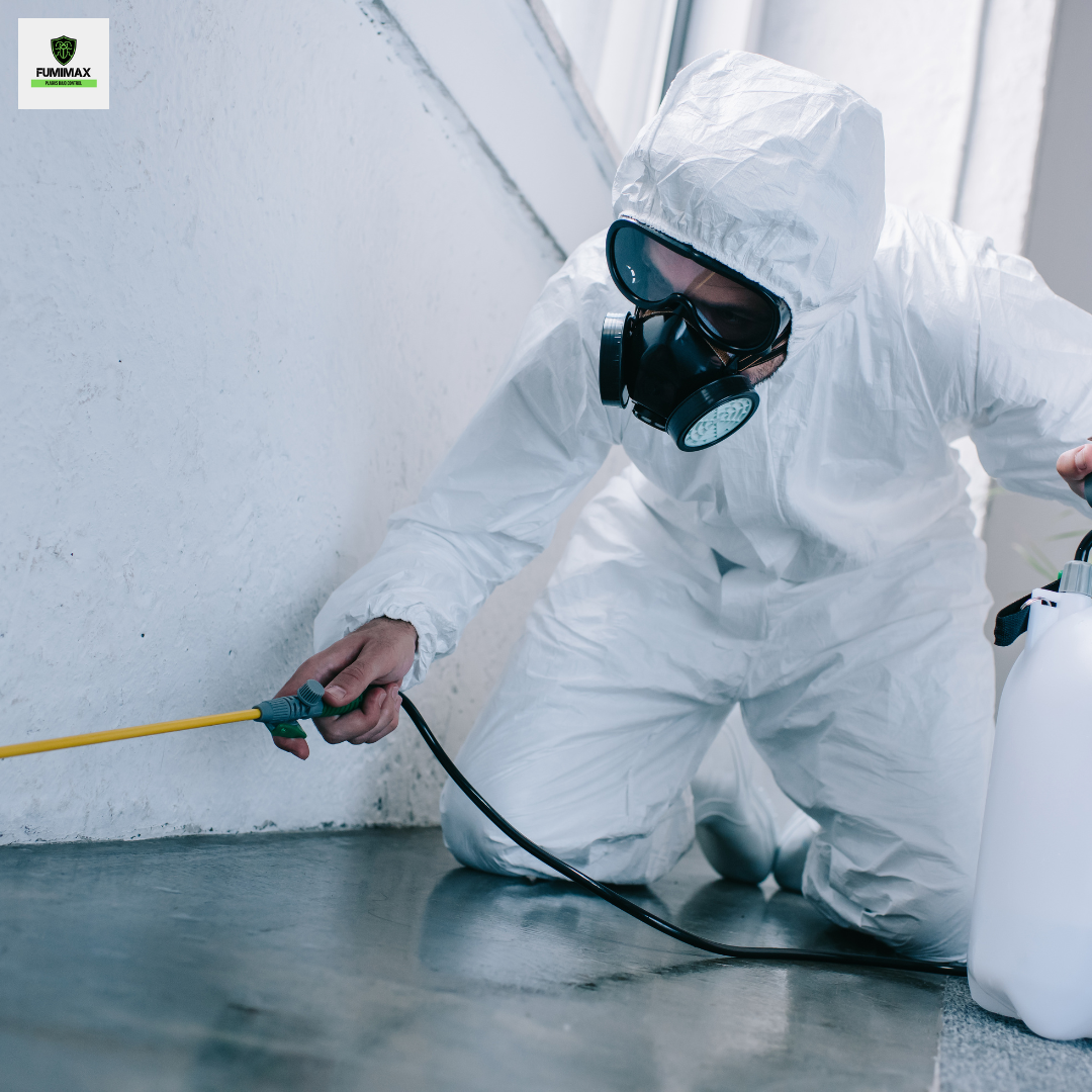 Fumigaciones en cuernavaca