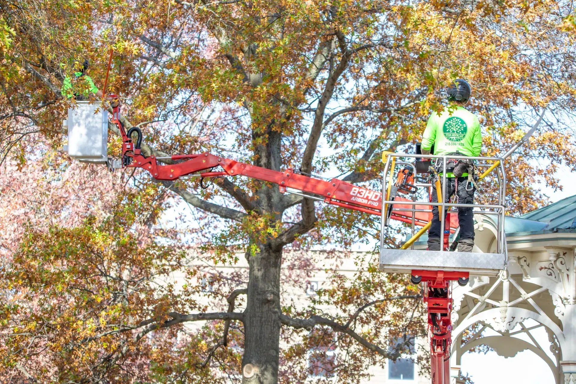 Two tree workers in lift buckets trimming a large tree; sunny day.