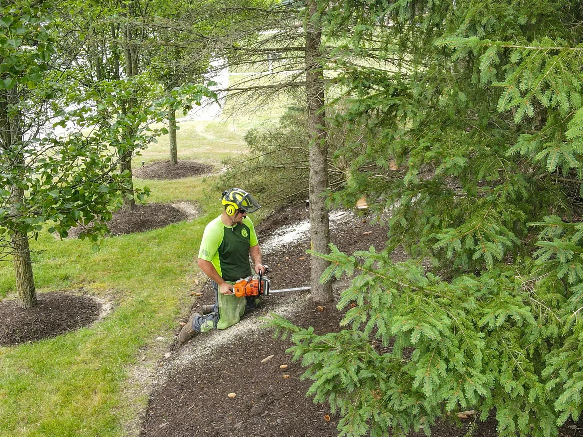 Arborist using a chainsaw to cut down a tree surrounded by other trees, mulch, and grass.