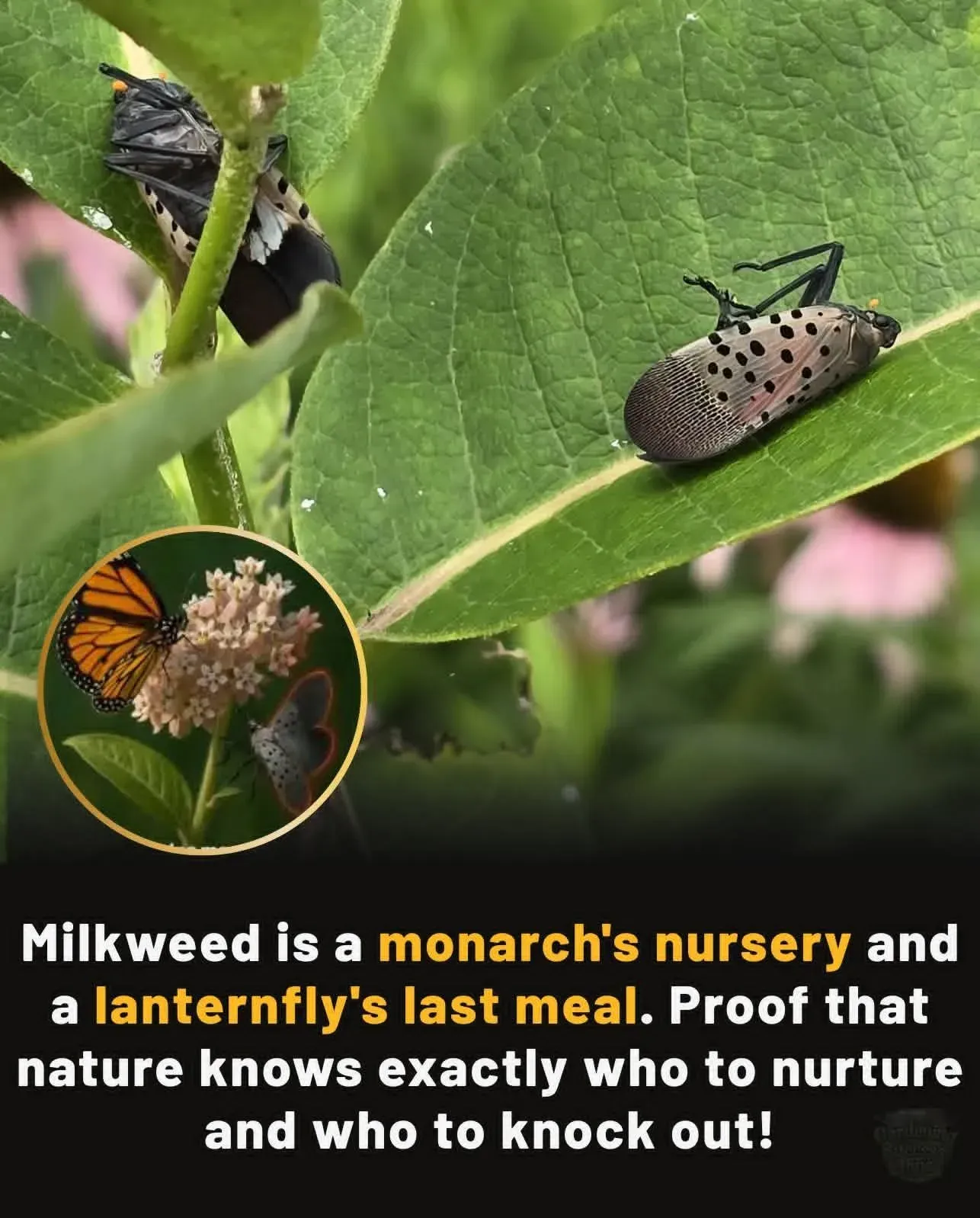 Lanternfly on milkweed leaf; inset shows Monarch butterfly and lanternfly. Text: Milkweed is a monarch's nursery and a lanternfly's last meal.