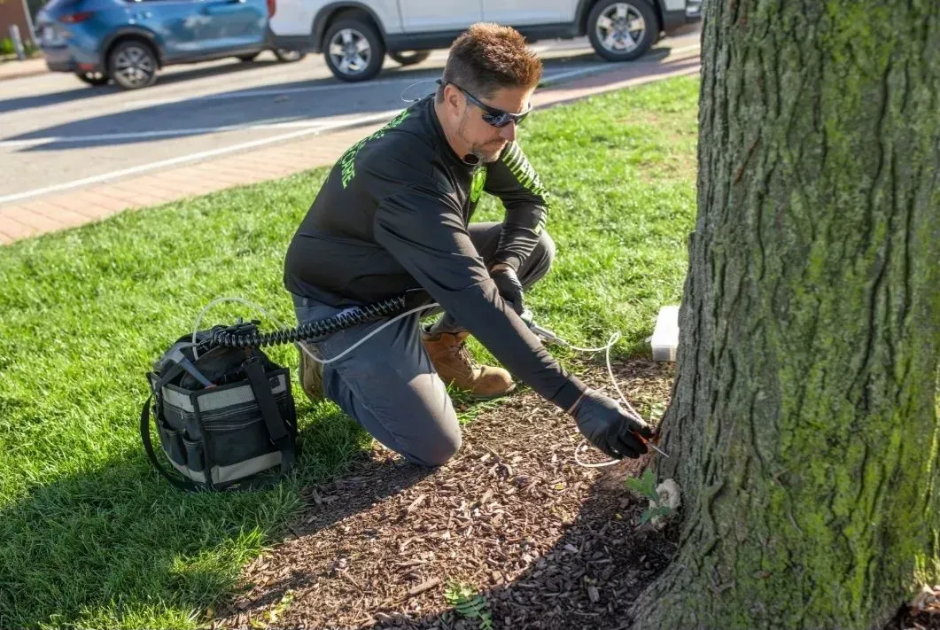 Man kneeling at tree, pointing to it; grassy area with road and cars.