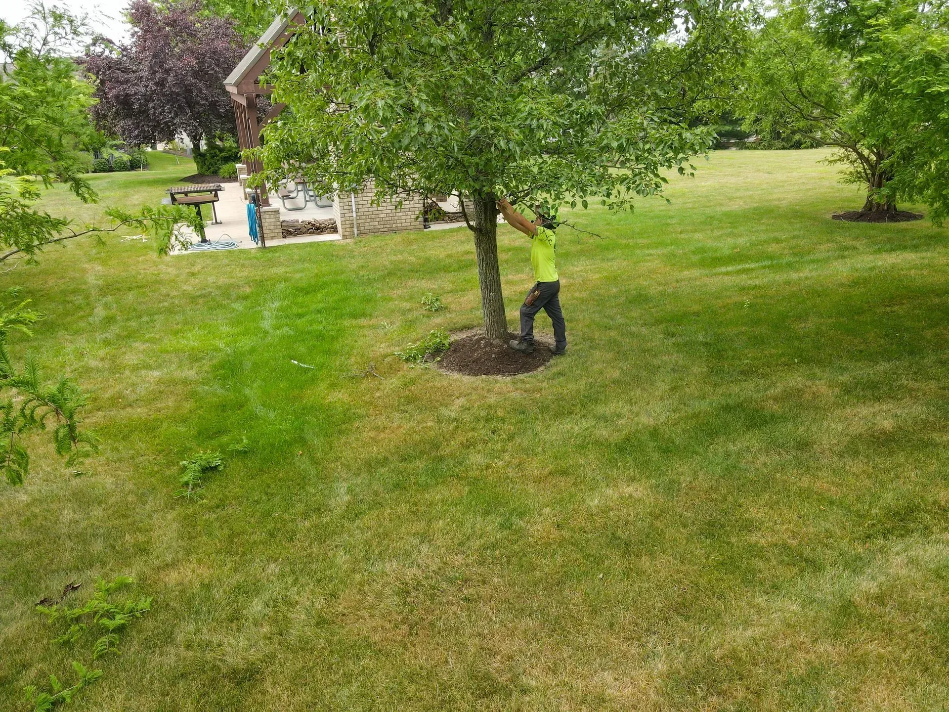 Person in green shirt touching a tree trunk in a grassy yard, near a house with a patio.
