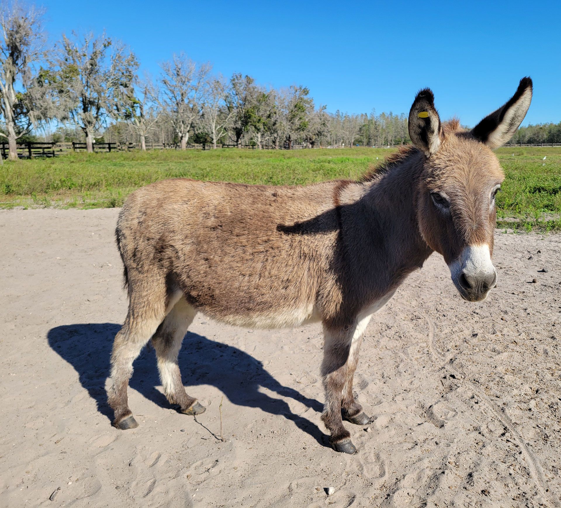 Pure Donkey Countryside Farm & Venue - Lakeland, FL - Parent Donkeys