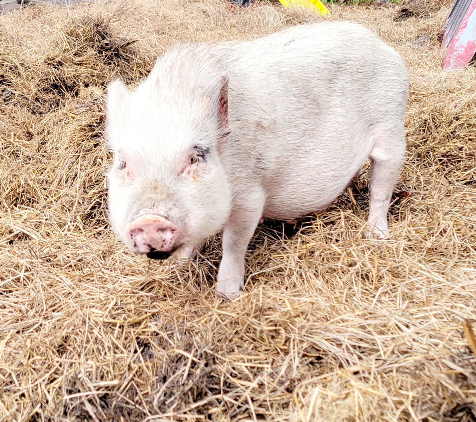 Breeder Pigs - Charlotte