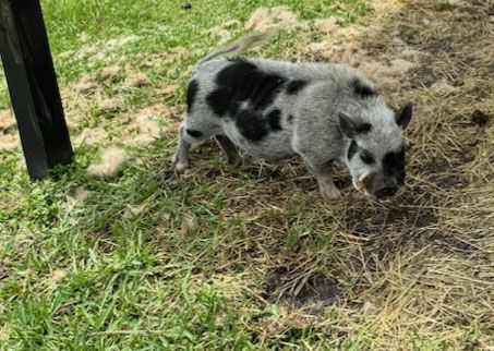 Breeder Pigs - Gherkin