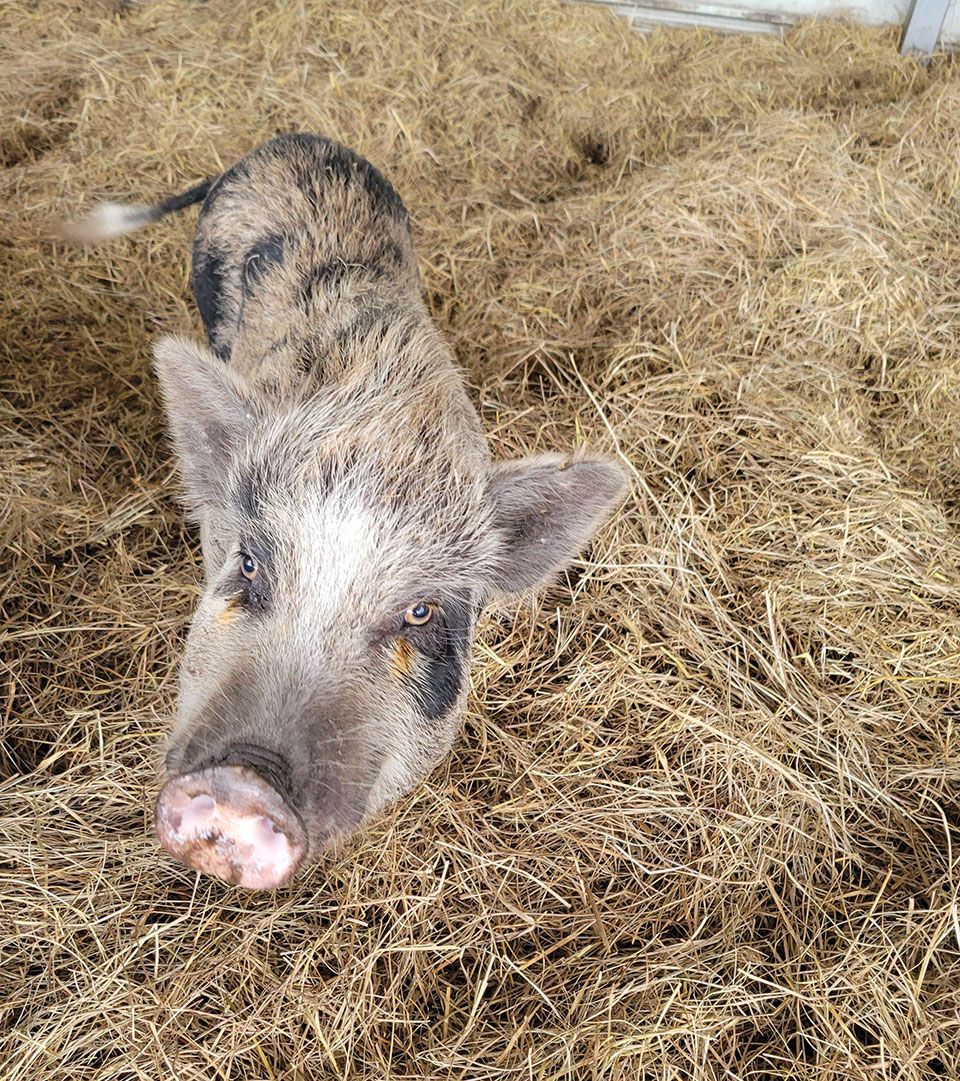 Breeder Pigs - Nillie