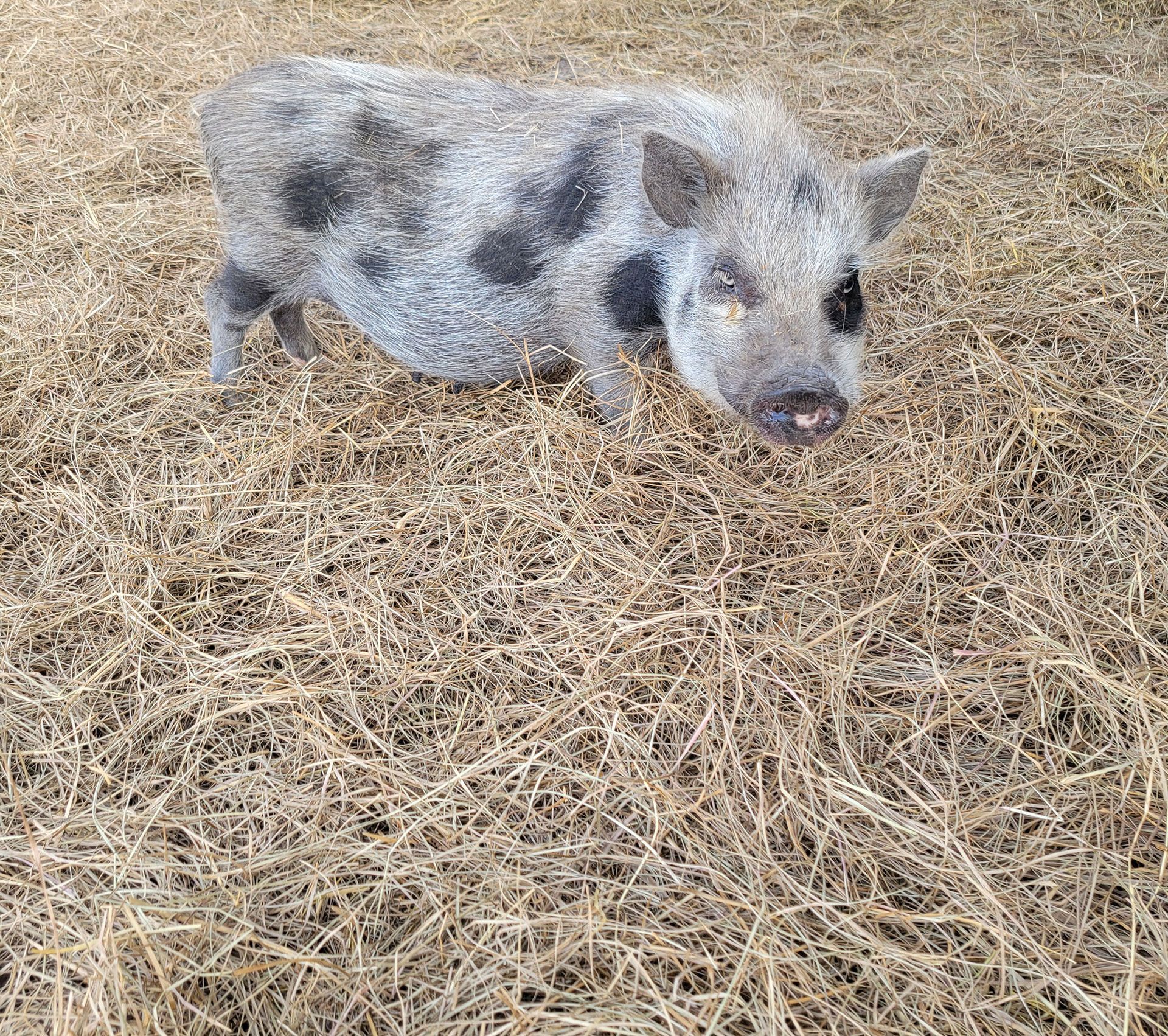 Breeder Pigs - Patches