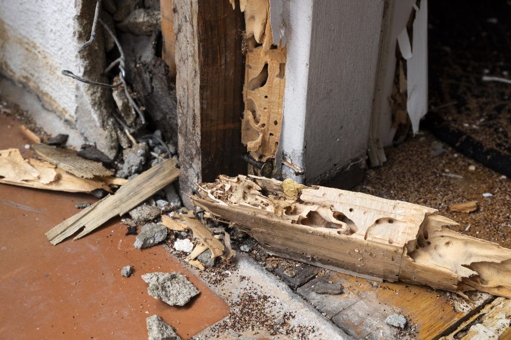 Termite Issues