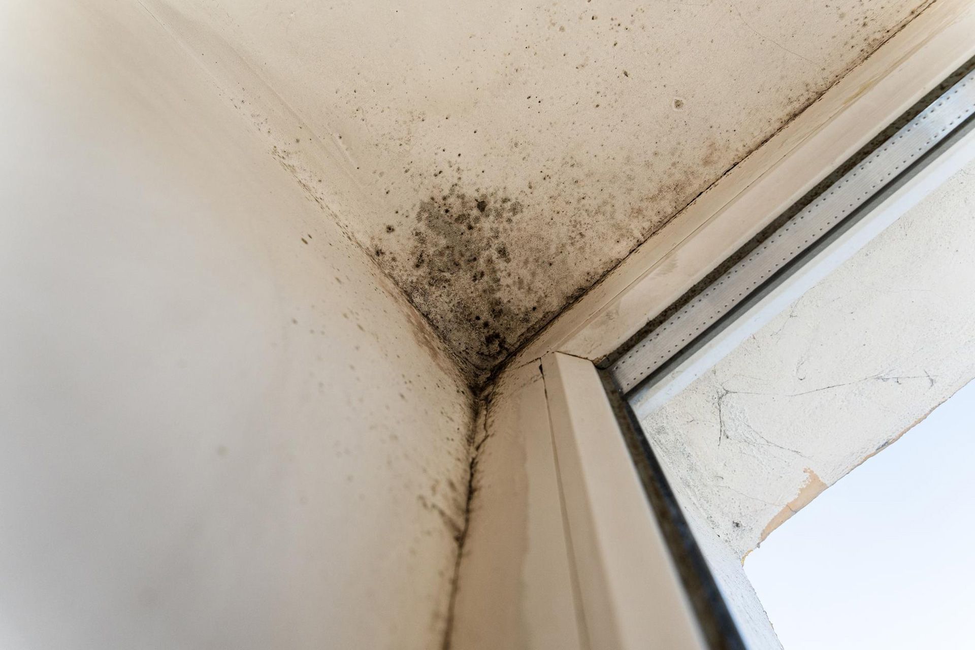 mold inside Southern California home