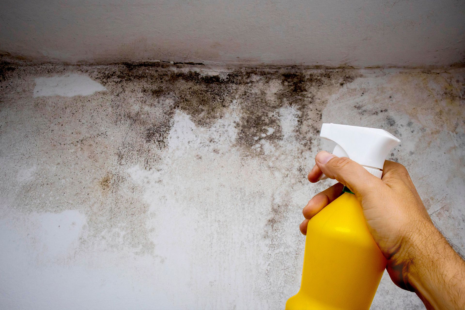Toxic Black Mold vs. Black Mold: Is All Black Mold Toxic?