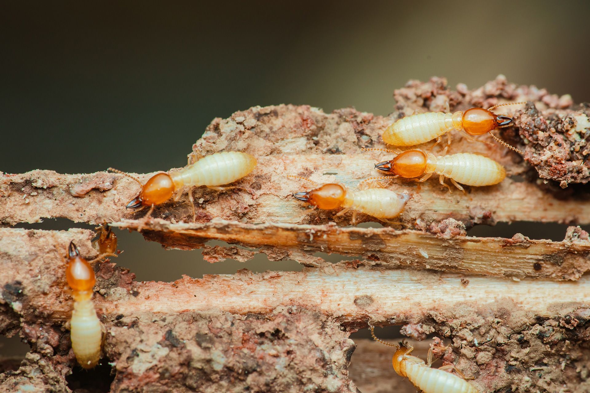 Termite Inspection: What It Is & Why Home Buyers Need One