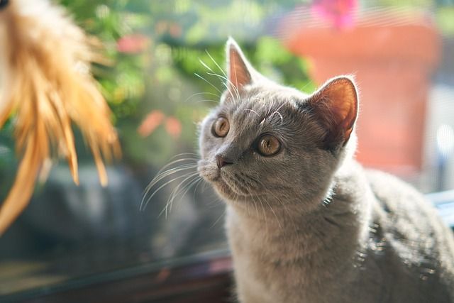Danger in Plain Sight &ndash; Household Items and Plants That Could Harm Your Pets