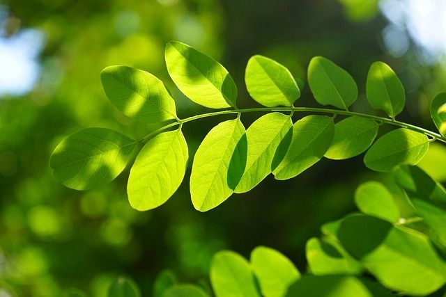 How Strategic Landscape Design Can Slash Your Indoor Cooling Costs