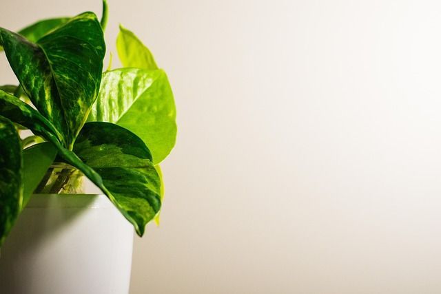 Green Guests: How Indoor Plants Shape Your Living Space