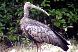 tmat paeuy story