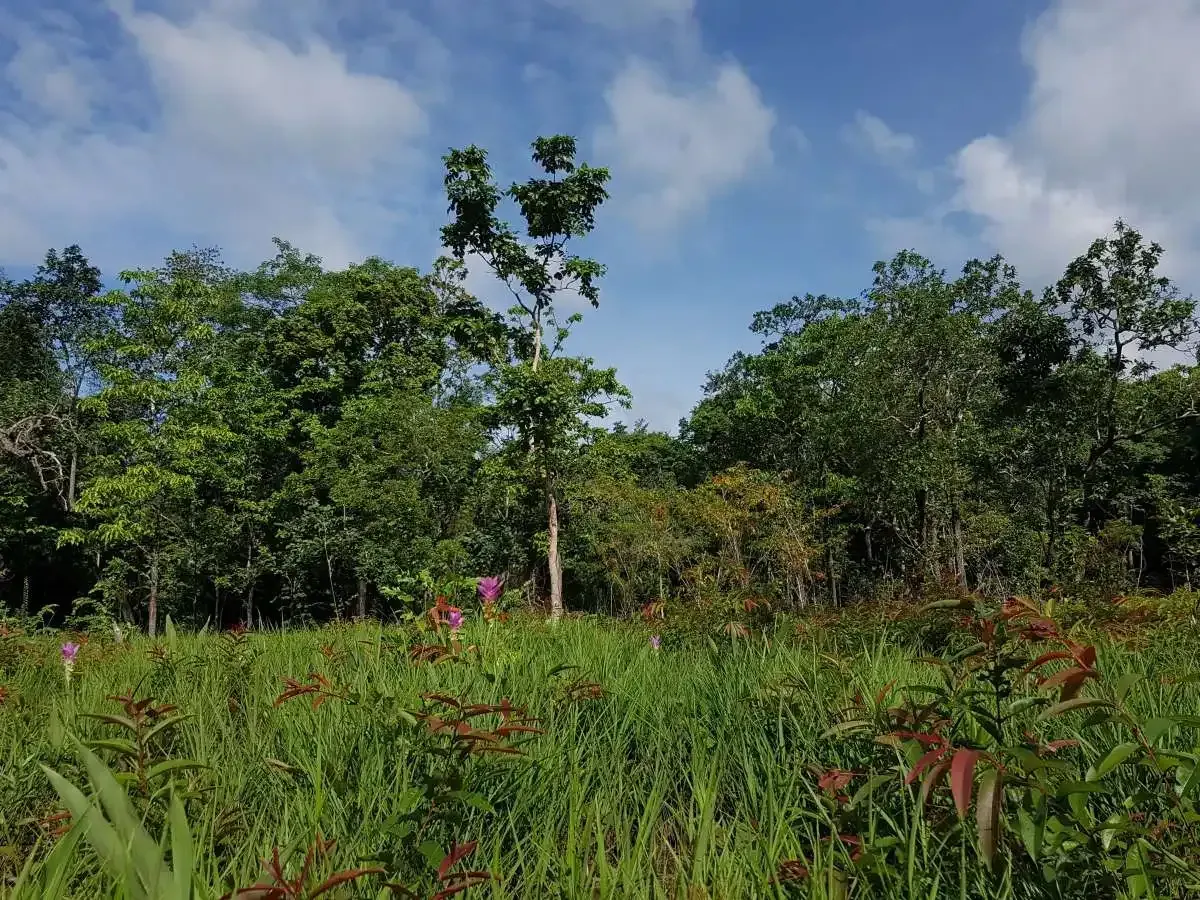 tmat paeuy forest