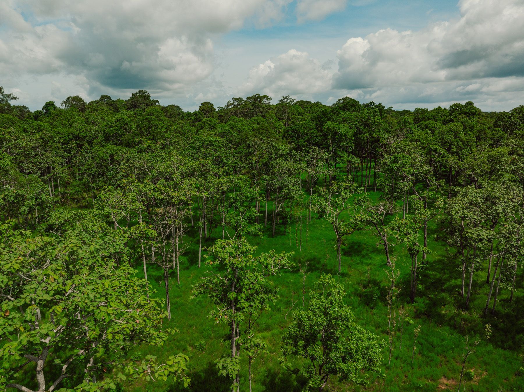 northern plains of cambodia