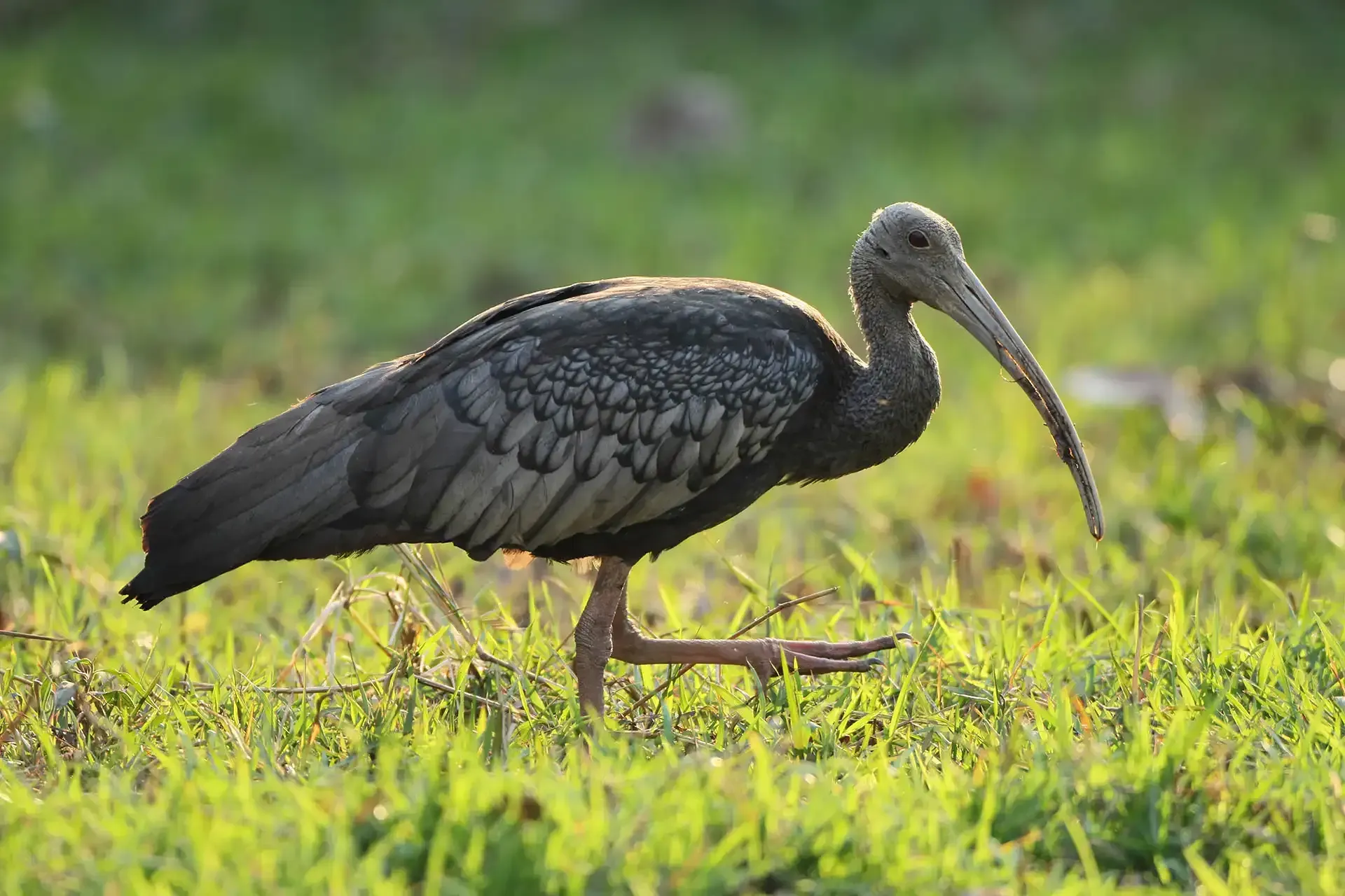 giant ibis in kriel lodge story