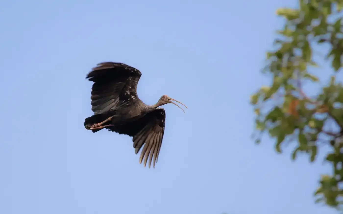 giant ibis flying in tmat paeuy