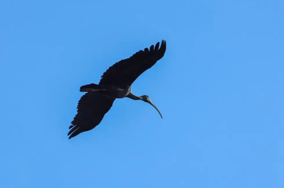 giant ibis flying above tmat paeuy kriel lodge