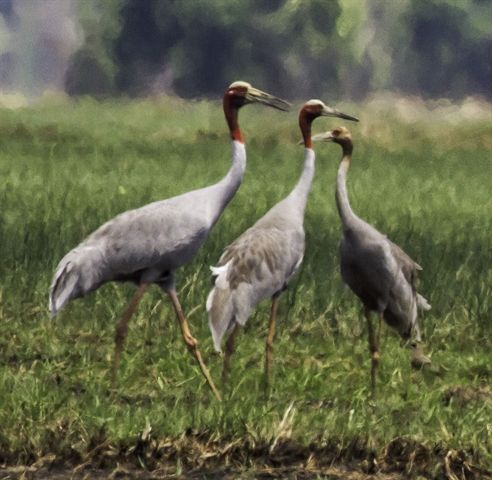 Sarus Crane symbol of Kriel in kriel lodge